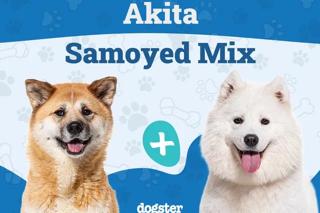 Akita Samoyed Mixed Dog Breed: Info, Pictures, Care & More