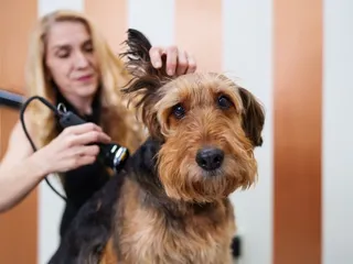 4 Airedale Terrier Grooming & Haircut Styles (With Info & Pictures)