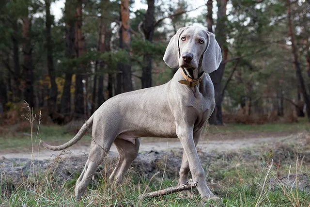 Are Weimaraners Good with Kids? Vet-Reviewed Facts & FAQ
