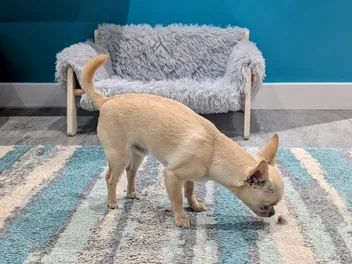 Hairballs and Spare Parts - Some of Neddy's Favorite Things