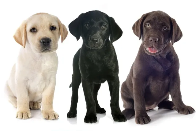 Labrador Retriever Puppies for Sale in Washington: Breeders List 2026