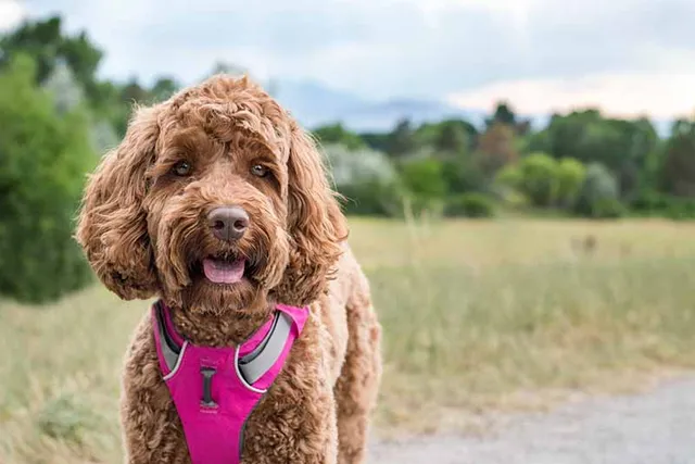 How Much Do Labradoodles Bark? Vet-Verified Facts & Training Tips