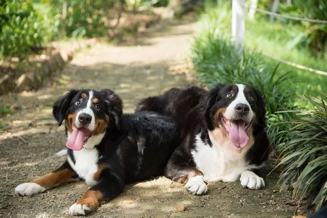 Is It Safe to Breed Brother & Sister Dogs? Vet-Verified Facts, Ethics, & FAQ
