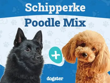 Schipper-Poo (Poodle & Schipperke Mix): Info, Pictures, Care & More