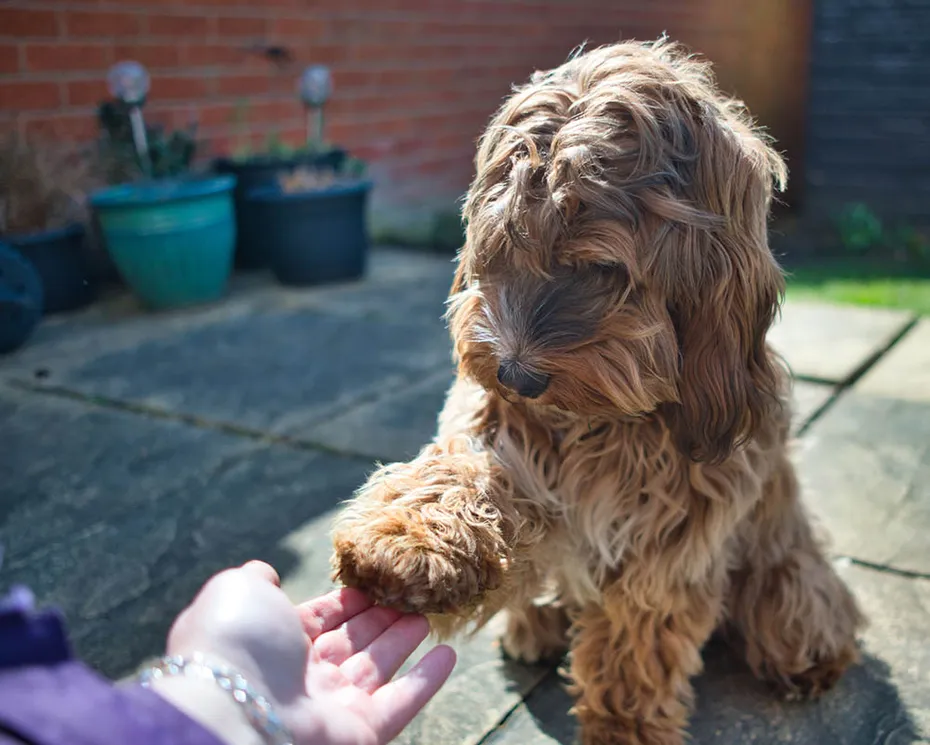 Female cockapoo puppy training