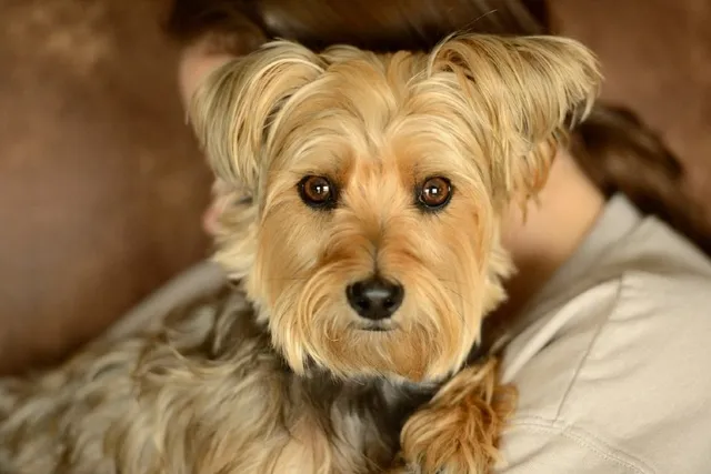 13 Cairn Terrier Mixes (With Info & Pictures)