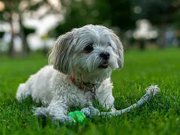 10 Best Dog Foods for Shih Poos in 2026 - Reviews & Top Picks