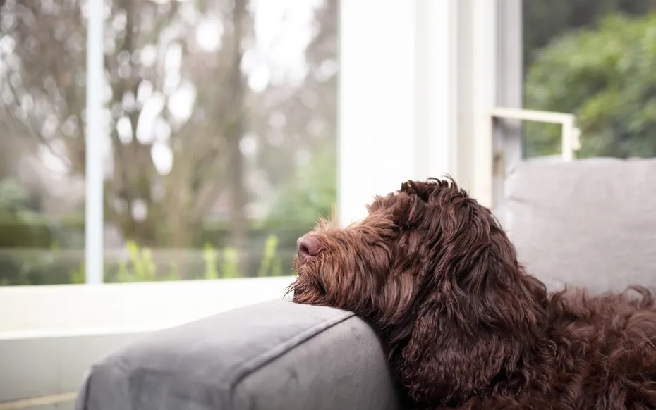 Labradoodle lying on the sofa by the window
