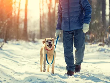 Do Dogs Gain Weight in Winter? Vet-Reviewed Facts & FAQ