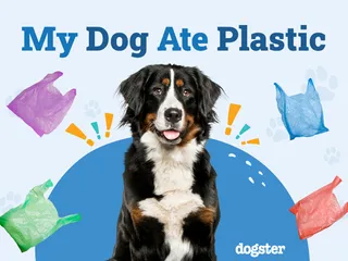 My Dog Ate Plastic: Should I Be Worried? (Vet Answer)
