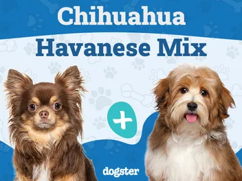 Cheenese (Chihuahua & Havanese Mix): Info, Pictures, Care & More