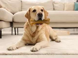 5 Safe Chews for Dogs: How to Choose the Right Dog Chews (Vet Approved)