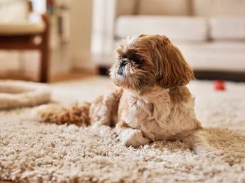 10 Shih Tzu Eye Problems: Vet-Approved Facts & FAQ