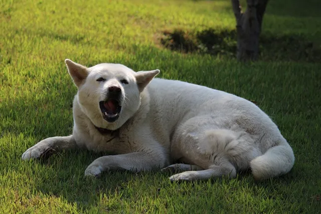 How Much Does an Akita Bark? Vet-Verified History, Facts & FAQ