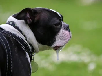 How Much Do Boston Terriers Drool? Breed Habits & Vet-Approved Management Tips