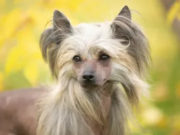 21 Chinese Crested Dog Mixes: Pictures & Facts