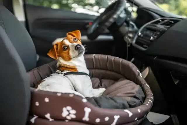 10 Dog-Friendly Cars for Dog Owners That Like Road Trips