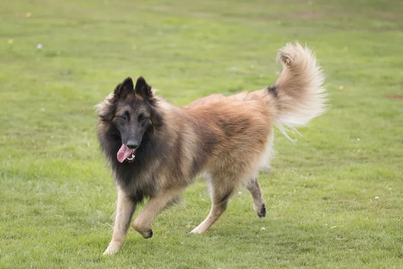 Belgian Tervuren dog running outdoors