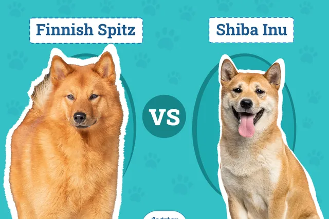 Finnish Spitz vs Shiba Inu: Differences Explained (With Pictures)