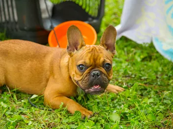 Red and Red Fawn French Bulldog: Info, Pictures, Origin & History