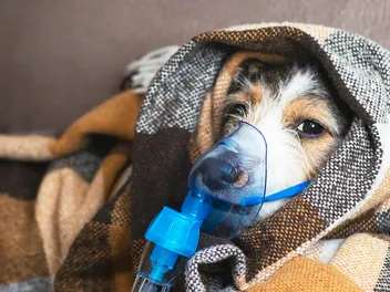 Oxygen Therapy for Dogs: Our Vet Explains the Uses & Effectiveness