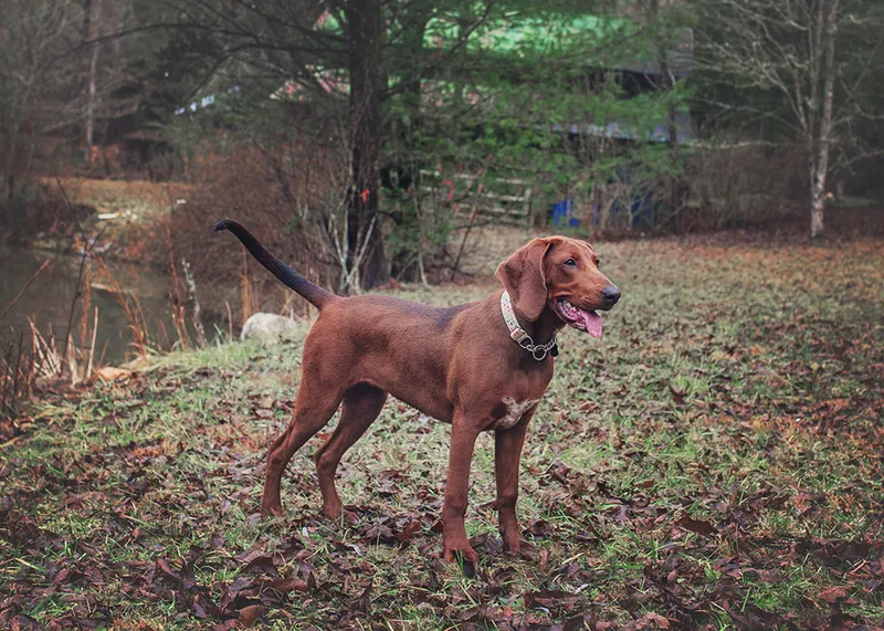Redbone Coonhound dog Standing by the Pond