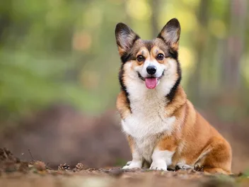 Pembroke Welsh Corgi Dog Breed: Info, Pictures, Traits & More