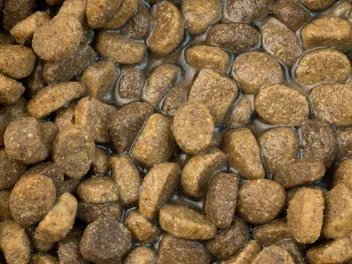 Can You Add Water to Dry Dog Food? Vet-Approved Benefits & Tips