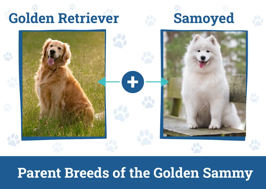 Parent Breeds of the Golden Sammy