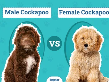 Male vs. Female Cockapoo: The Differences (With Pictures)