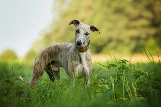 11 Skinny Dog Breeds: Info, Pictures, Origin & History