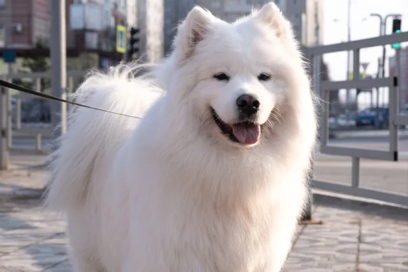 closeup-white-american-eskimo-dog-standing
