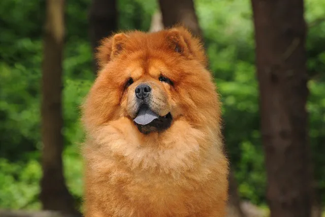 15 Dog Breeds Who Look Like Bears: Info, Pictures, Origin & More