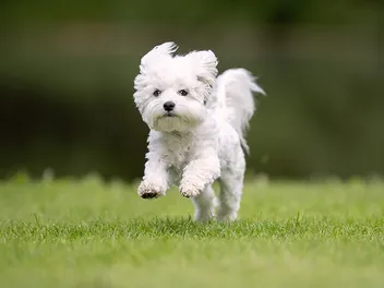 How to Train a Westie: 7 Vet-Approved Tips