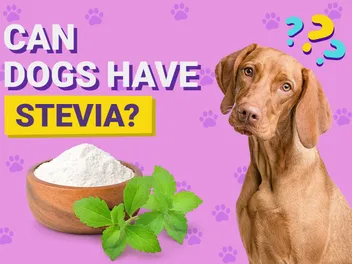 Can Dogs Have Stevia? Vet-Verified Nutrition Facts & Info