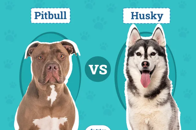Pitbull vs. Husky: Notable Differences (With Pictures)