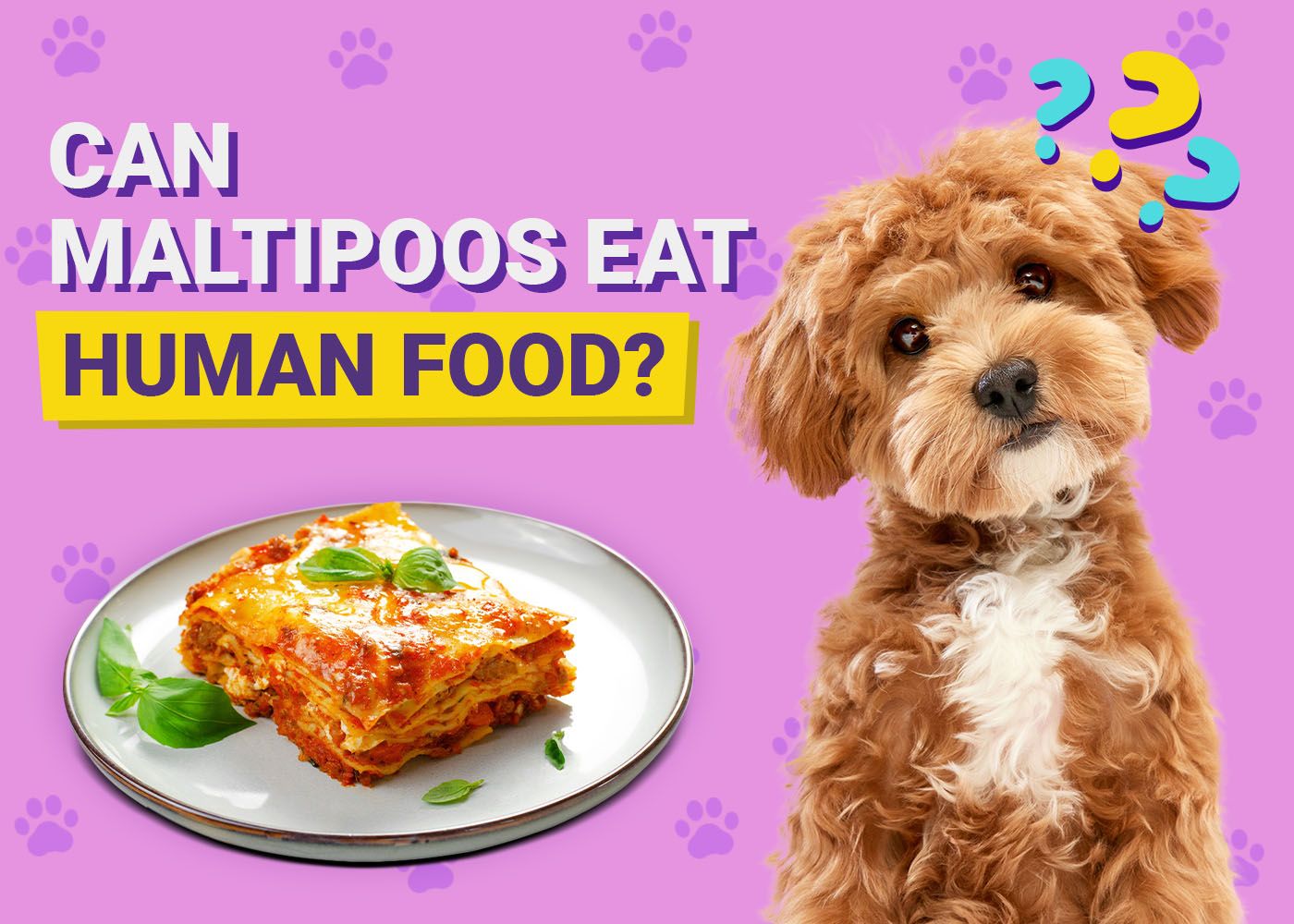 Can Maltipoos Eat Human Food