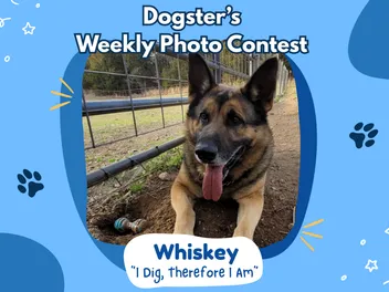 Dogster’s Weekly Photo Contest Winners: I Dig, Therefore I Am (March 5, 2026)