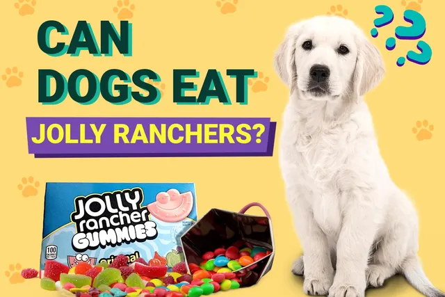 Can Dogs Eat Jolly Ranchers? Vet Approved Facts & FAQ