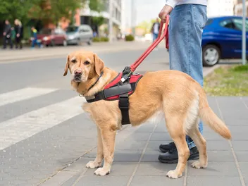 What Do Guide Dogs Do? 7 Vet-Verified Ways They Help People