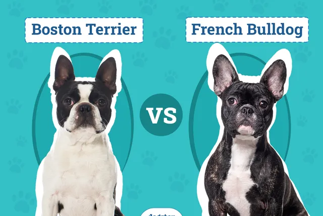 Boston Terrier vs. French Bulldog: The Main Differences (With Pictures)