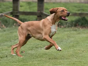 Portuguese Pointer Dog Breed Guide: Info, Pictures & Care