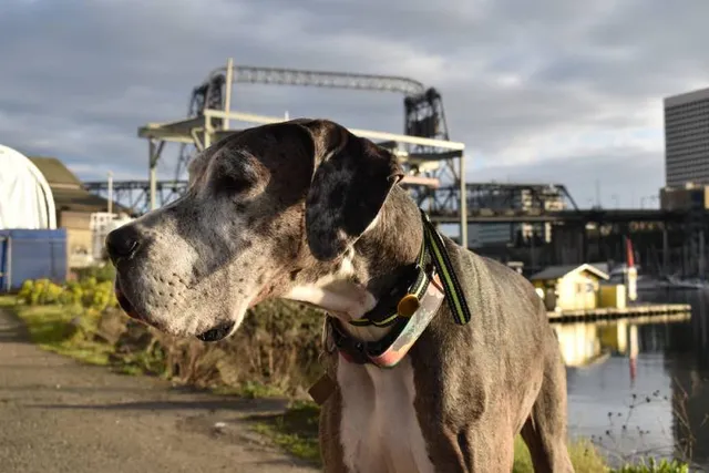 Mantle Merle Great Dane: Info, Pictures, Facts & History