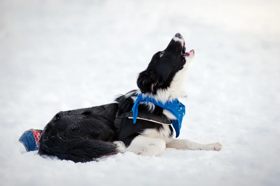 Border collie howling in winter