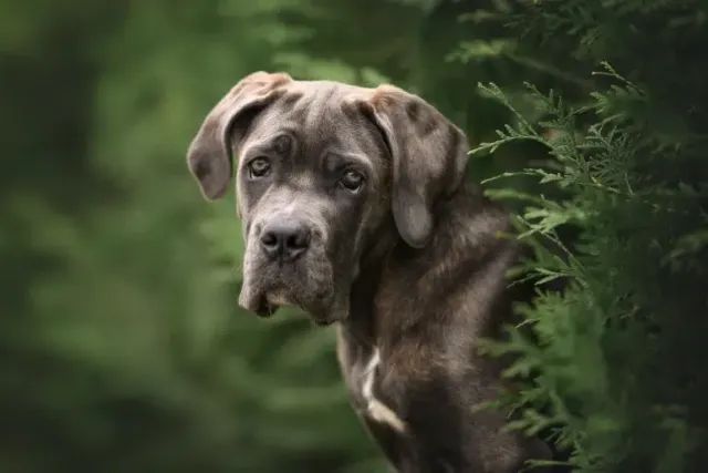 Blue Cane Corso: Info, Pictures, Origin & History
