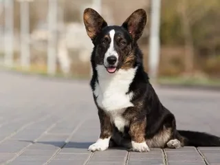 Cardigan Welsh Corgi Dog Breed: Info, Pictures, History & More