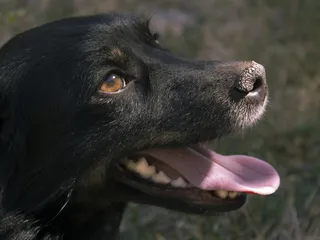 What Does It Mean if a Dog’s Nose Is Dry? 10 Vet-Verified Reasons & What to Do