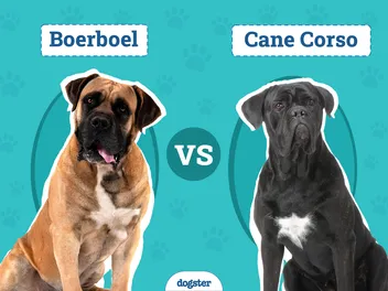 Boerboel vs Cane Corso: Main Differences (With Info & Pictures)