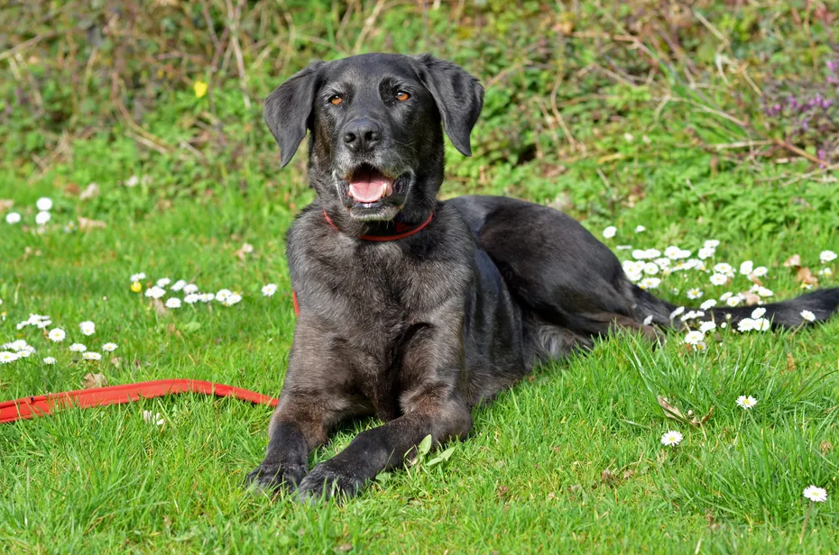 Male black mixed breed dog