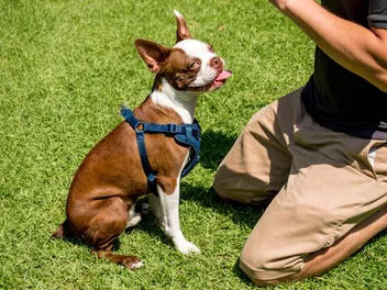 How to Train a Boston Terrier: 13 Vet-Verified Tips & Tricks